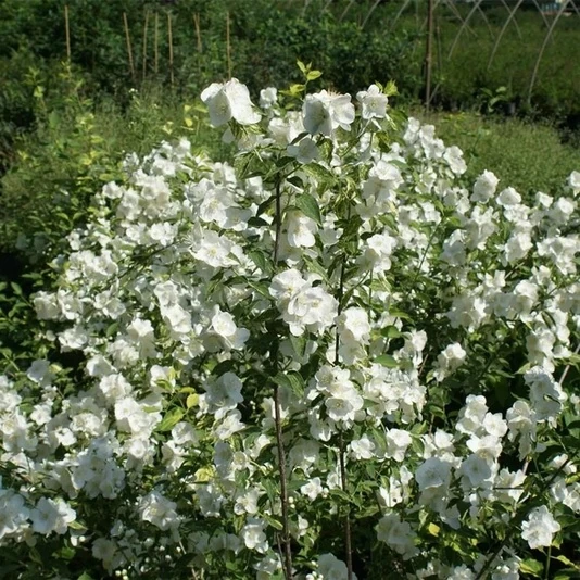 Чубушник "Инносенс" Philadelphus 'Innocence'