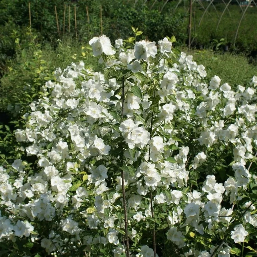 Чубушник "Инносенс" Philadelphus 'Innocence'
