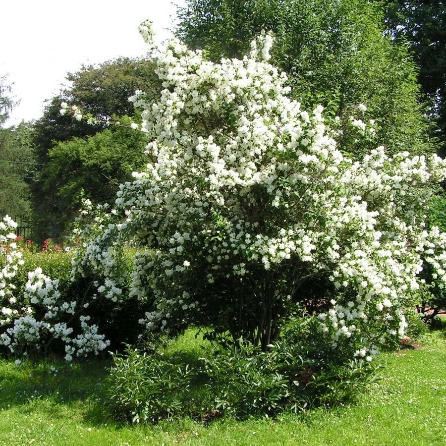 Чубушник "Зоя Космодемьянская" Philadelphus sp.