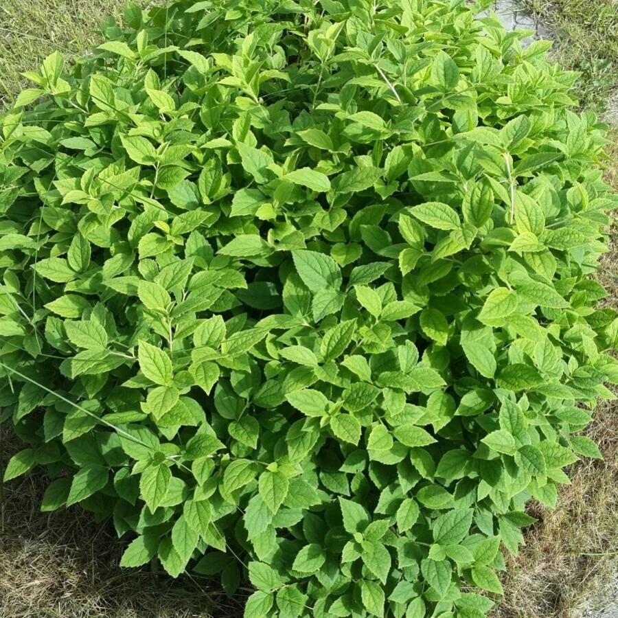 Чубушник "Гном" Philadelphus "Gnom"
