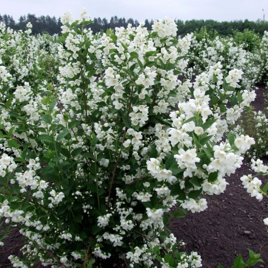 Чубушник "Воздушный десант" Philadelphus "Vosduschny desant"