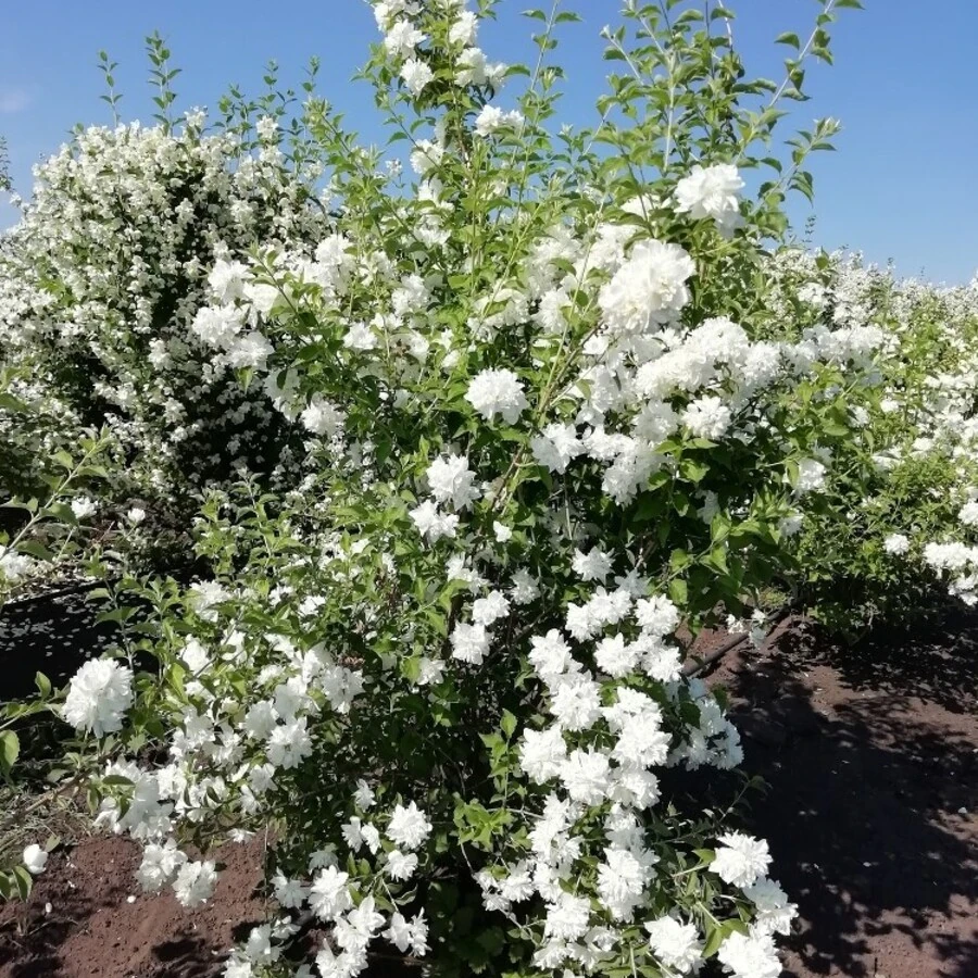Чубушник "Арктика" Philadelphus 'Arktica'