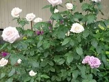 Photo thumb w180