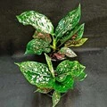 Photo thumb w180