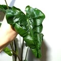 Photo thumb w180
