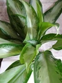 Photo thumb w180