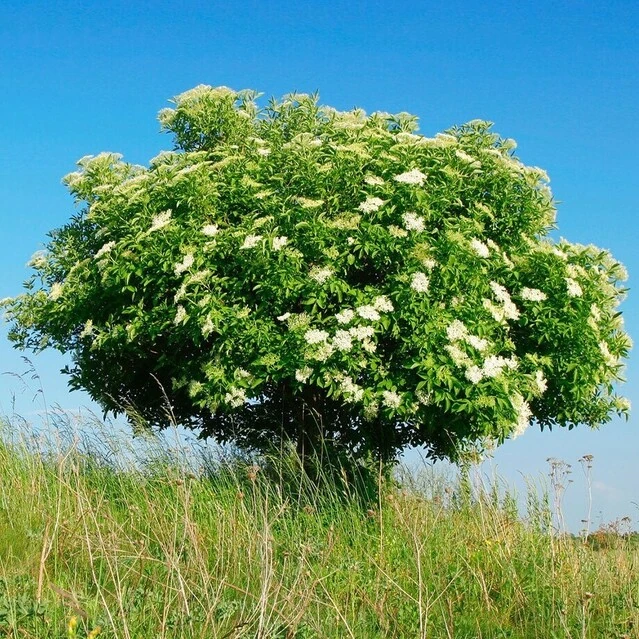 ЛИСТВЕННЫЕ КУСТАРНИКИ
