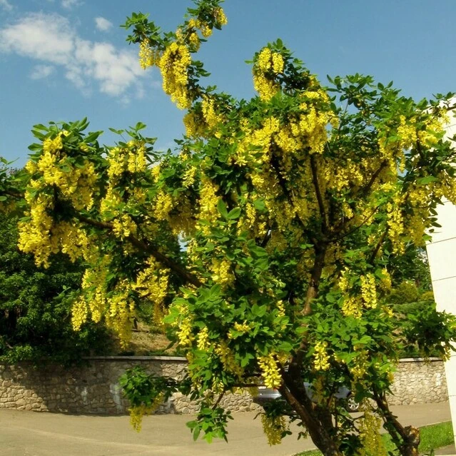 КАРАГАНА