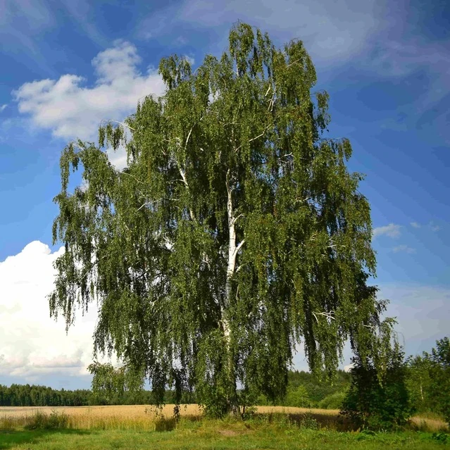 БЕРЁЗА