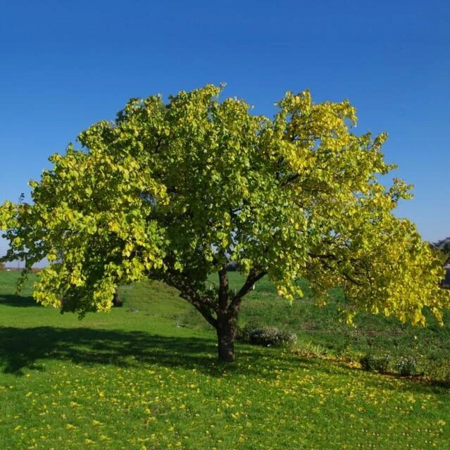 АБРИКОС