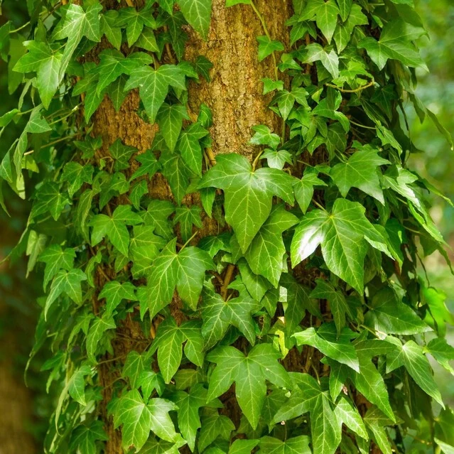 ЛИАНЫ