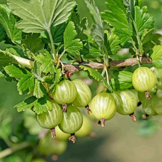 КРЫЖОВНИК