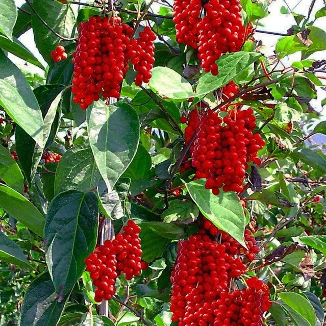 ЛИМОННИК