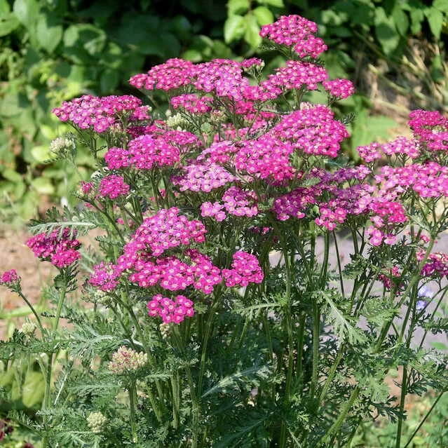 ТЫСЯЧЕЛИСТНИК
