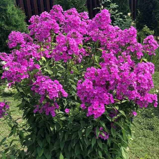 ФЛОКС