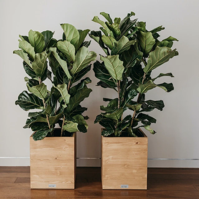 КАШПО MAXPLANTER ДЛЯ ИНТЕРЬЕРА