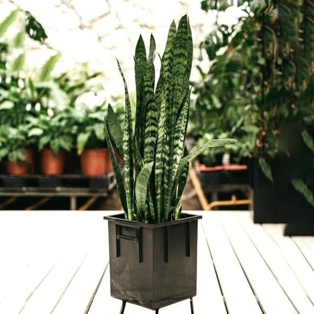 САНСЕВИЕРИЯ SANSEVIERIA ДЛЯ ОФИСА